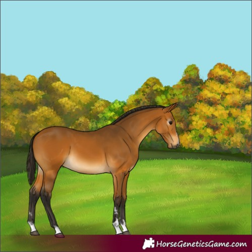 Horse Color:Gray Buckskin 