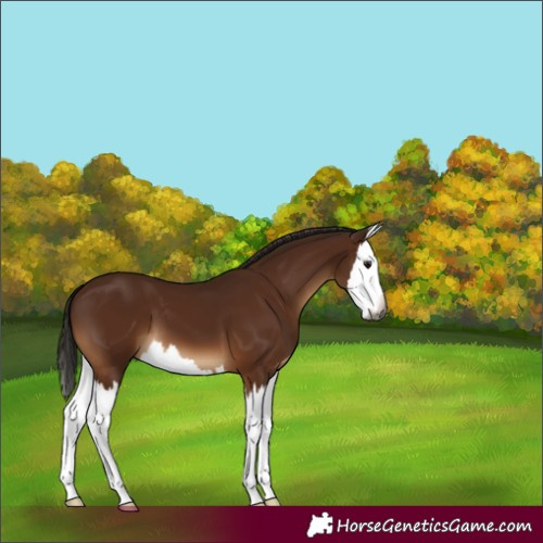 Horse Color:Gray Bay Splash 