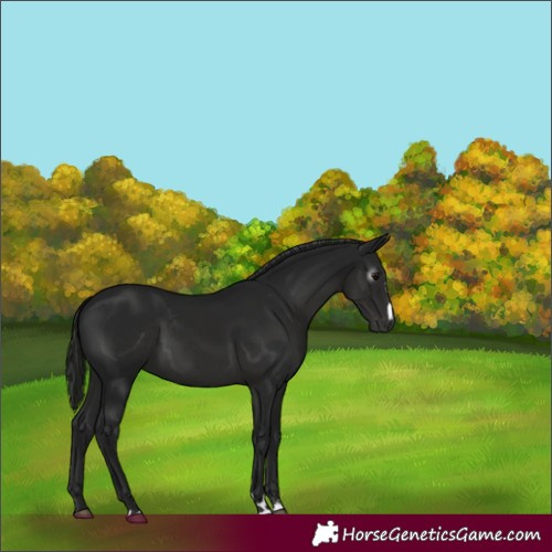 Horse Color:Gray Black 