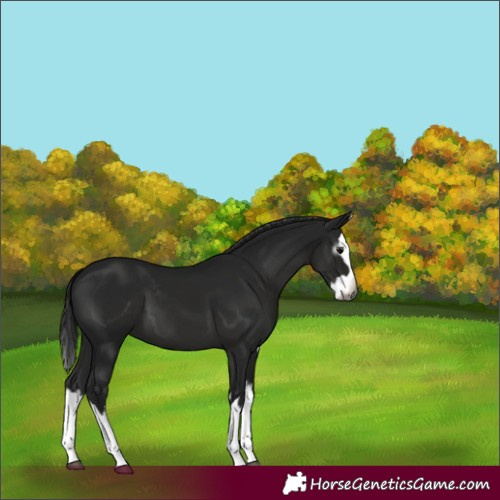 Horse Color:Gray Black Splash 