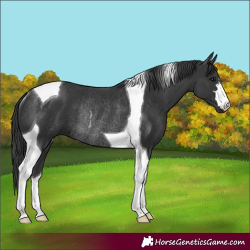 Horse Color:Black Tobiano Rabicano