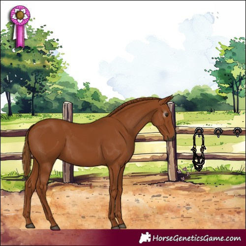 Horse Color:Gray Chestnut 
