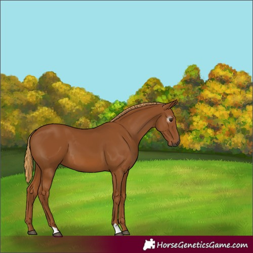 Horse Color:Gray Chestnut 