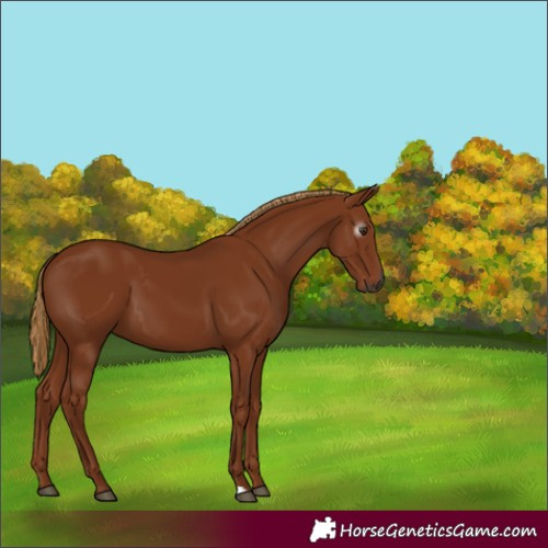 Horse Color:Gray Chestnut 