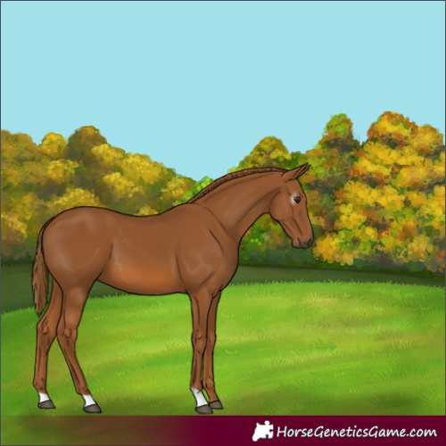 Horse Color:Gray Chestnut 