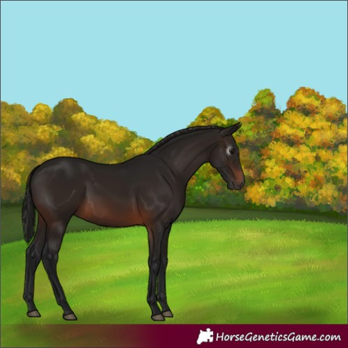 Horse Color:Gray Bay 