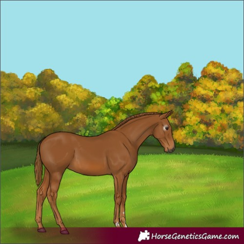 Horse Color:Gray Chestnut 