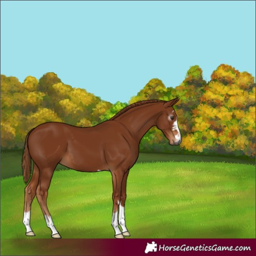 Horse Color:Gray Chestnut 