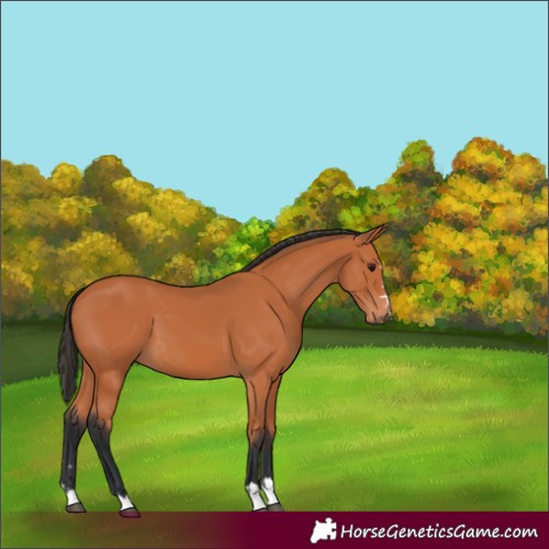 Horse Color:Bay 