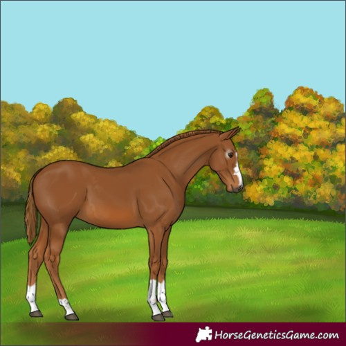 Horse Color:Gray Chestnut 