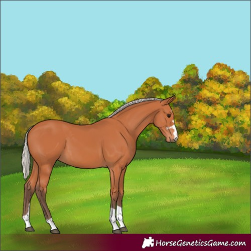 Horse Color:Silver Bay 