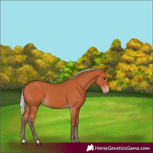 Horse Color:Silver Bay 