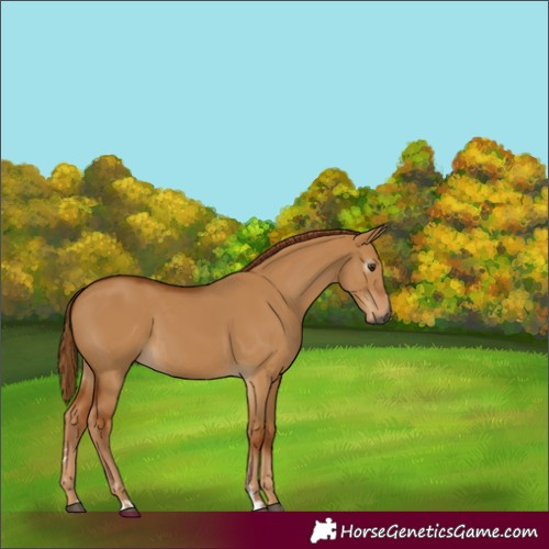 Horse Color:Gray Red Dun 