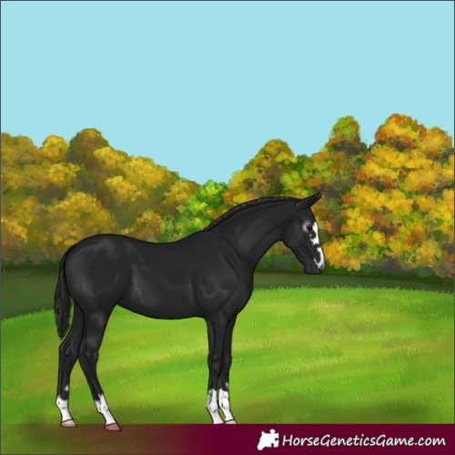 Horse Color:Gray Black 