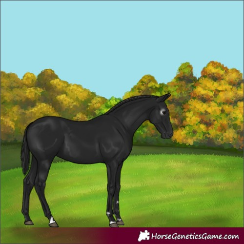 Horse Color:Gray Black 