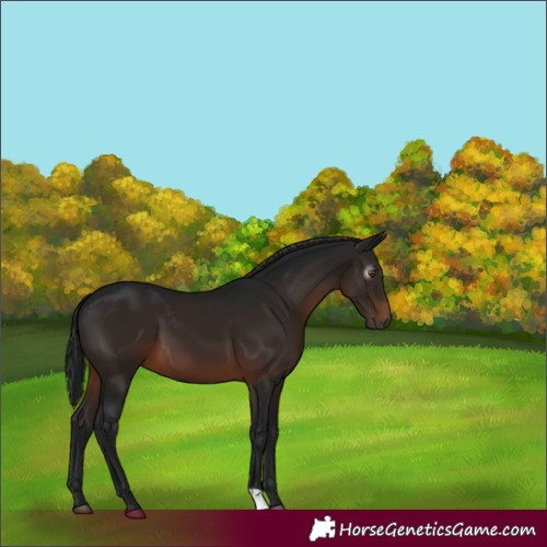 Horse Color:Gray Brown 
