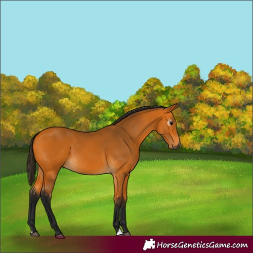 Horse Color:Gray Buckskin 