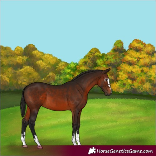 Horse Color:Gray Bay 