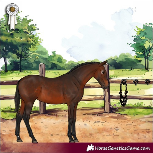 Horse Color:Gray Bay 