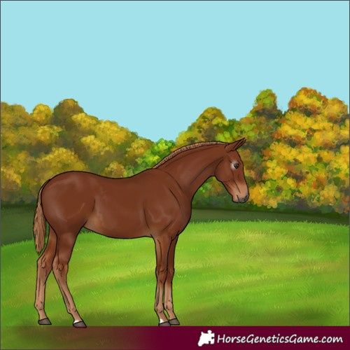 Horse Color:Gray Chestnut 