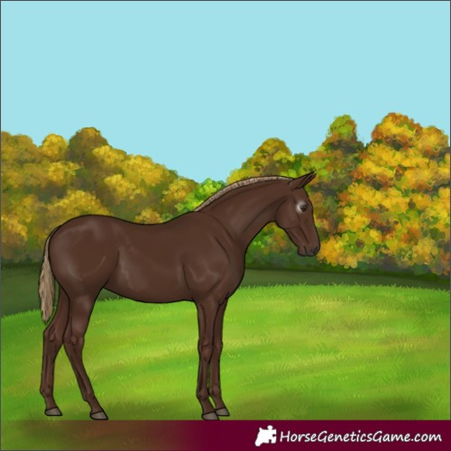 Horse Color:Gray Chestnut 
