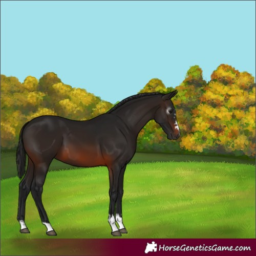 Horse Color:Gray Bay 