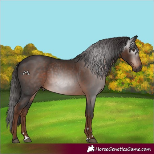 Horse Color:Gray Liver Chestnut 