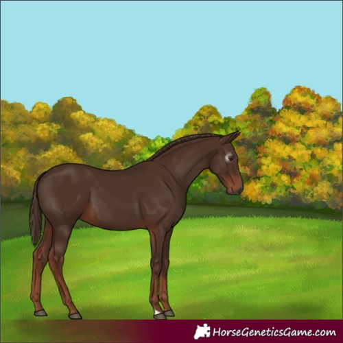 Horse Color:Gray Chestnut 