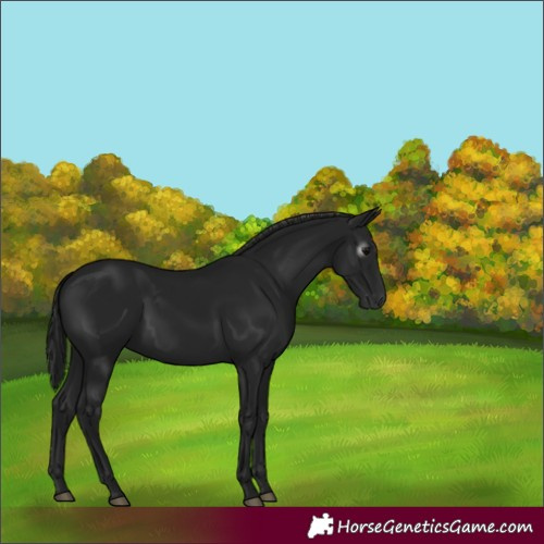 Horse Color:Gray Black 