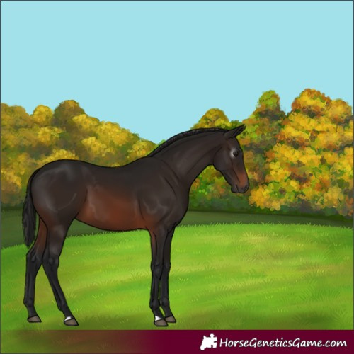 Horse Color:Gray Bay 