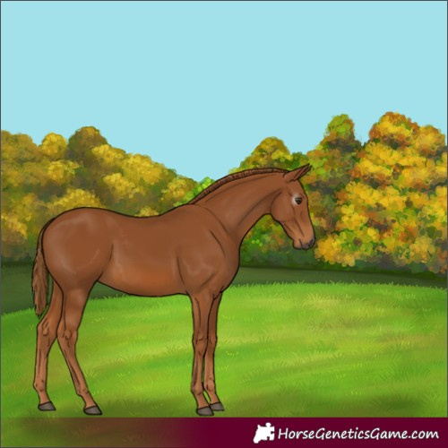 Horse Color:Gray Chestnut 