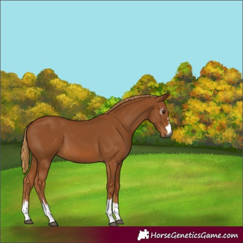 Horse Color:Gray Chestnut 