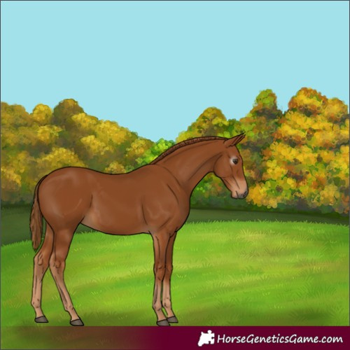 Horse Color:Gray Chestnut 