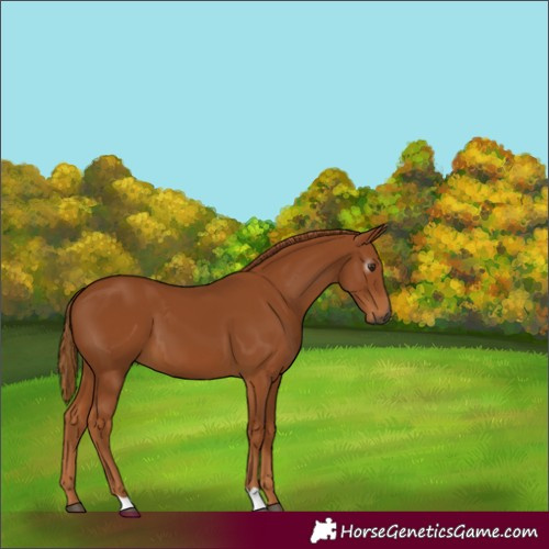 Horse Color:Gray Chestnut 