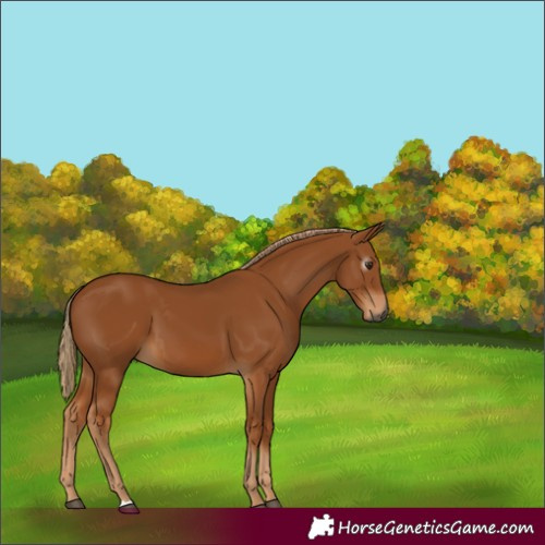 Horse Color:Gray Chestnut 