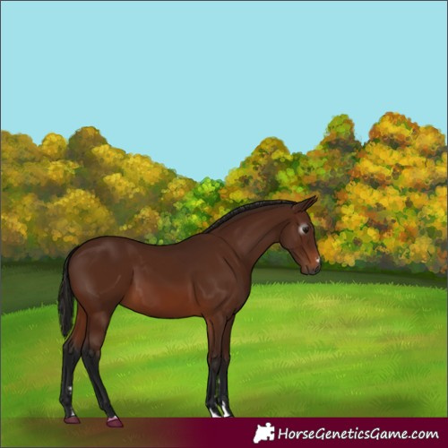 Horse Color:Gray Bay 