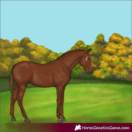 Horse Color:Gray Chestnut 
