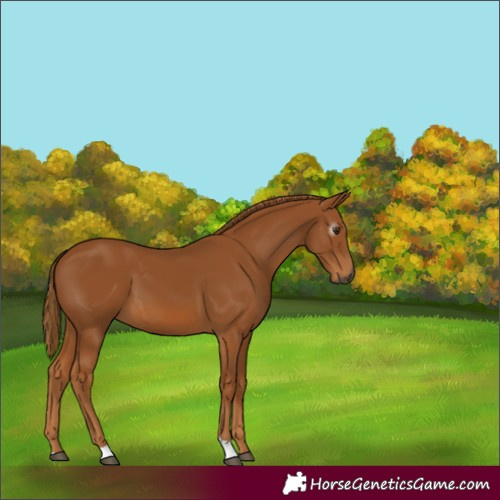 Horse Color:Gray Chestnut 
