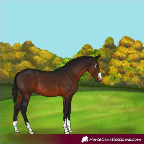Horse Color:Gray Bay 