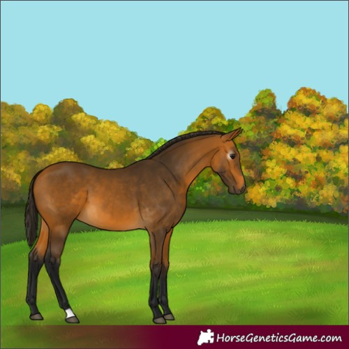 Horse Color:Gray Buckskin 