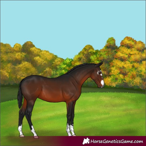 Horse Color:Gray Bay 