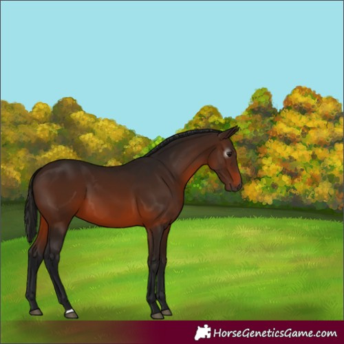Horse Color:Gray Bay 