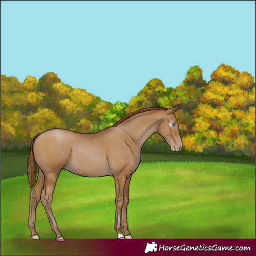 Horse Color:Gray Smoky Black Pearl 