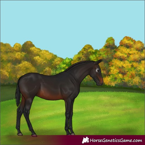 Horse Color:Gray Brown 
