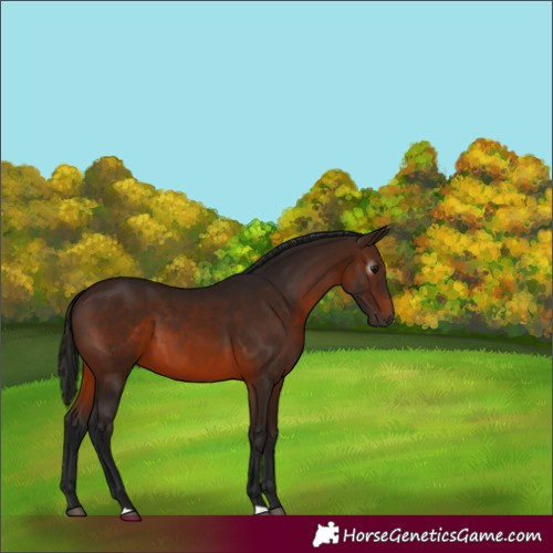 Horse Color:Gray Bay 