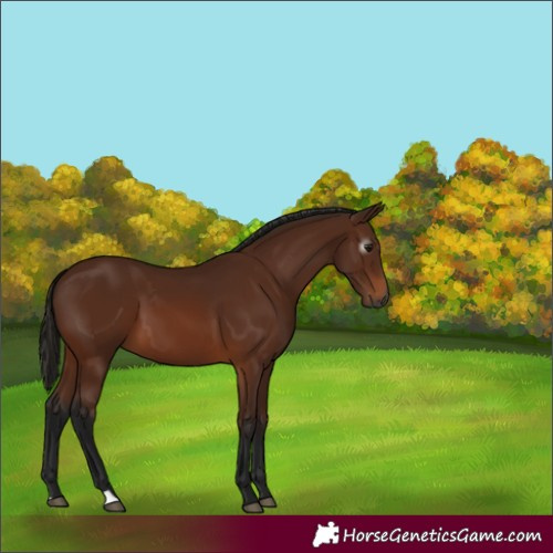 Horse Color:Gray Bay 