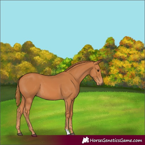 Horse Color:Chestnut 