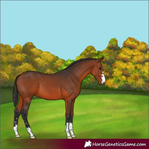 Horse Color:Bay 