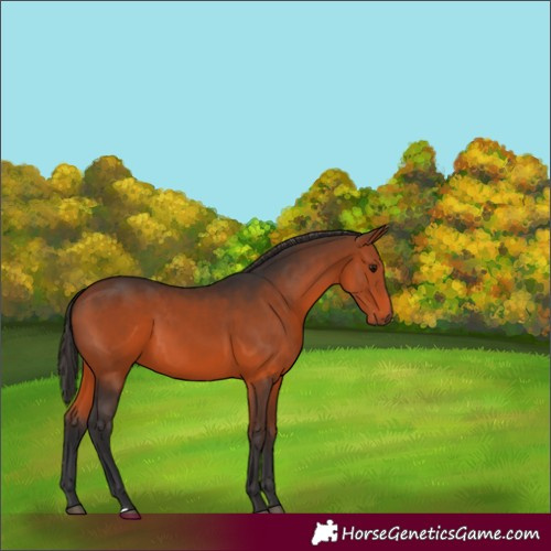 Horse Color:Bay 