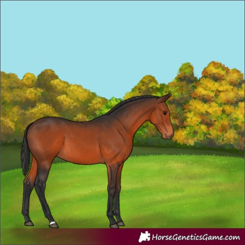 Horse Color:Brown 